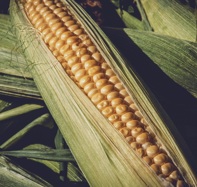 Maíz: Su Rol Vital en la Economía Global y el Desafío Colombiano entre Producción e Importación