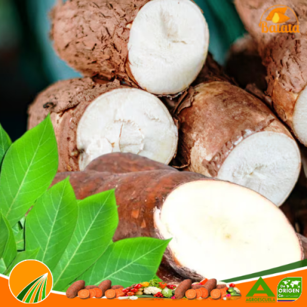 Yuca - Cassava - Madioca